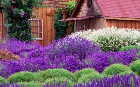 garten-pflanzen-lavendel-lila-farbe-bezaubernd-duft-frische-haus-holz