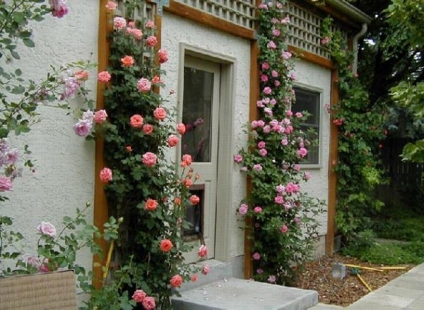 gartenhauseingang kletterrosen garten ideen pflanzen blühend