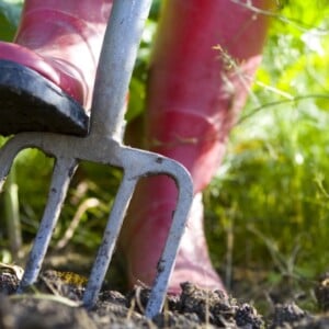 gartentipps-winter-fruehling-vorbereiten-gartenarbeit