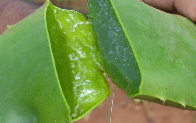 Pflanze Aloe Vera Wasser gießen nützliche Tipps