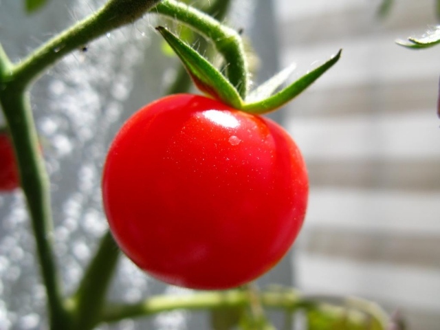 gesund hilfreiche tipps vorteile nachteile tomaten abnehmen