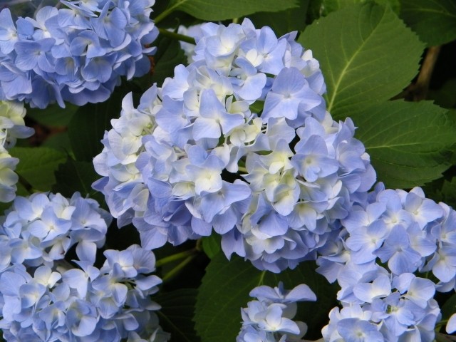 hortensien garten blau färben blüten pflegen schneiden