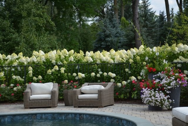 Hortensien im Garten terrasse pool hecken strauch weiß pflegen schneiden
