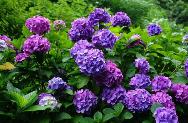 hortensien garten strauch pflegetipps blau lila farbe