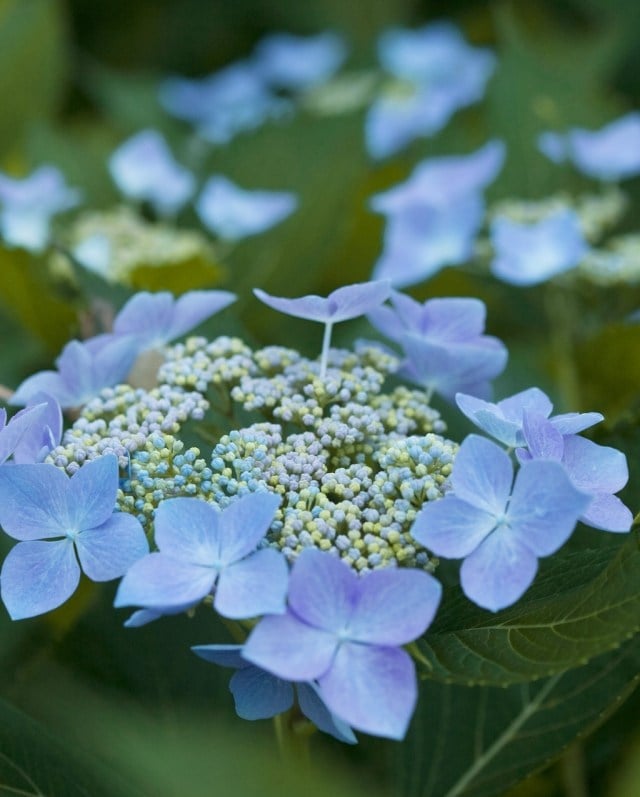 hortensien pflegen schneiden tipps blau färben