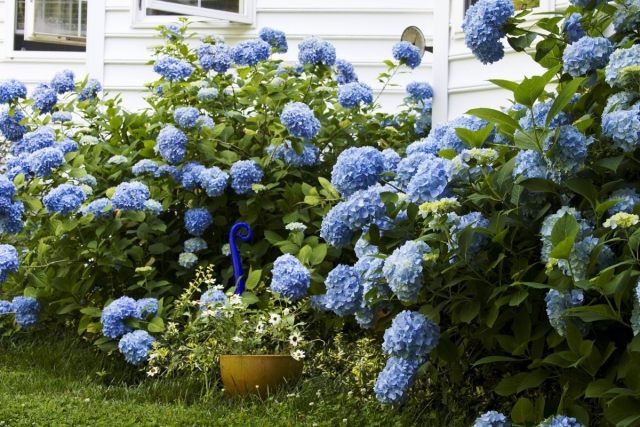 Hortensien im Garten sommer blüher strauch blau färben