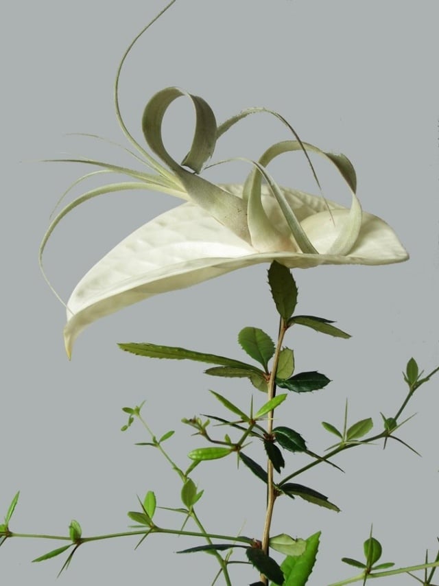 Hybridpflanzen und Blumengestecke andreas verheijen master florist