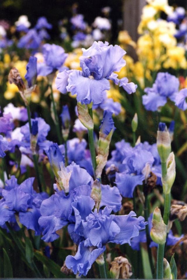 iris Schnittblumen pflanzen frische sträußse binden