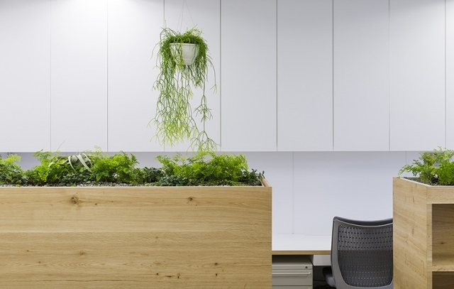 koshida klinik umgestaltet hängende pflanzen weiße wände