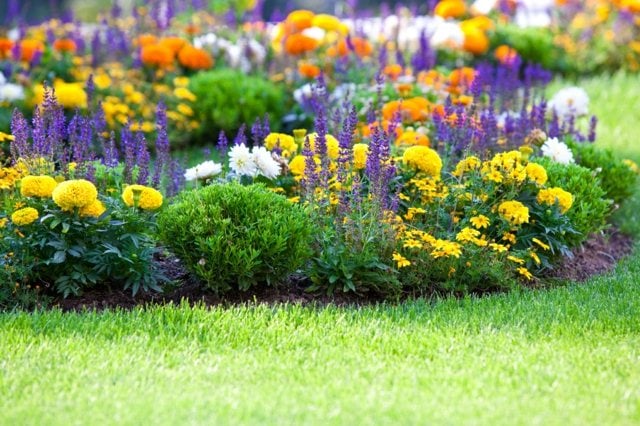 Rasenfläche anlegen Blumensorten wählen geschickt kombinieren