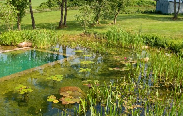 ökologischer pool Schwimmteich im Garten anlegen algen gras seerosen