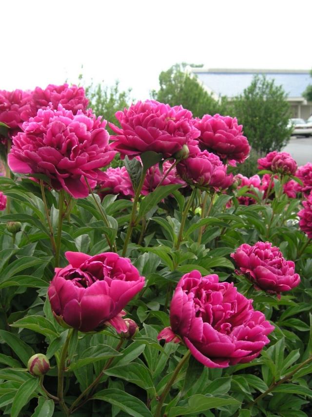 pfingstrosen pflanzen rosa Schnittblumen frische sträuße