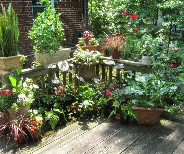 pflanzen für den balkon oder hinterhof nützliche ideen topf 