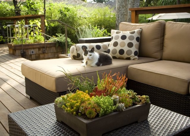 rattanmöbel für garten terrasse kissen katze pflanzenkübel