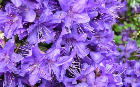 rhododendron-blau-blueten-garten-pflegen-schneiden