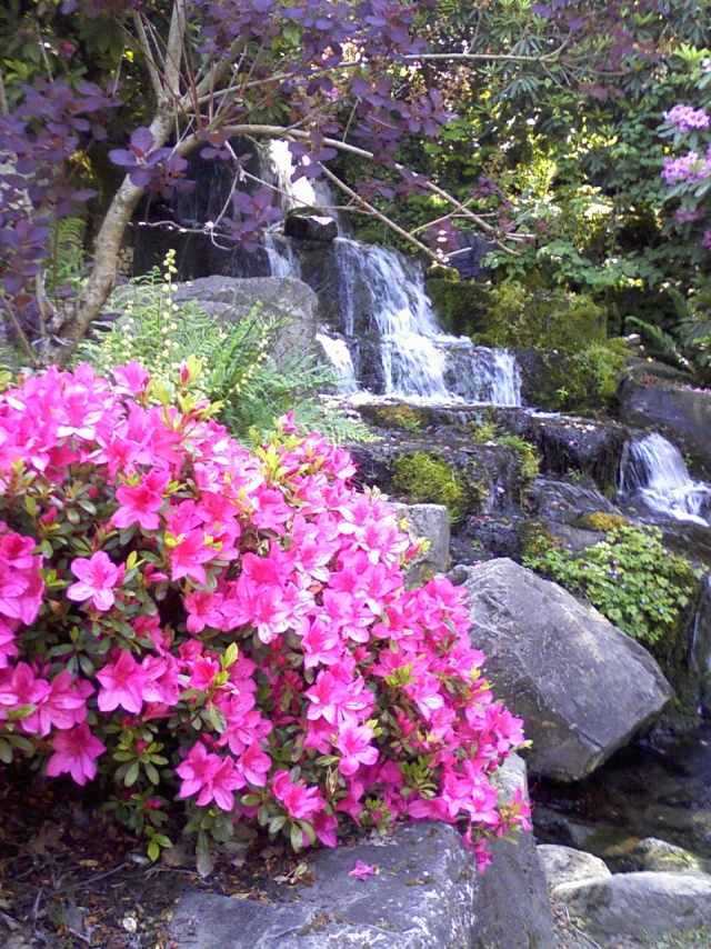 Rhododendron im Garten pflegetipps pflanzen schneiden