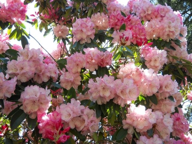 rhododendron garten rosa blüten baum