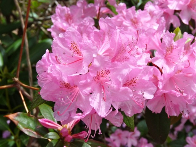 rhododendron garten rosa sorte trompetenfoermige blüten