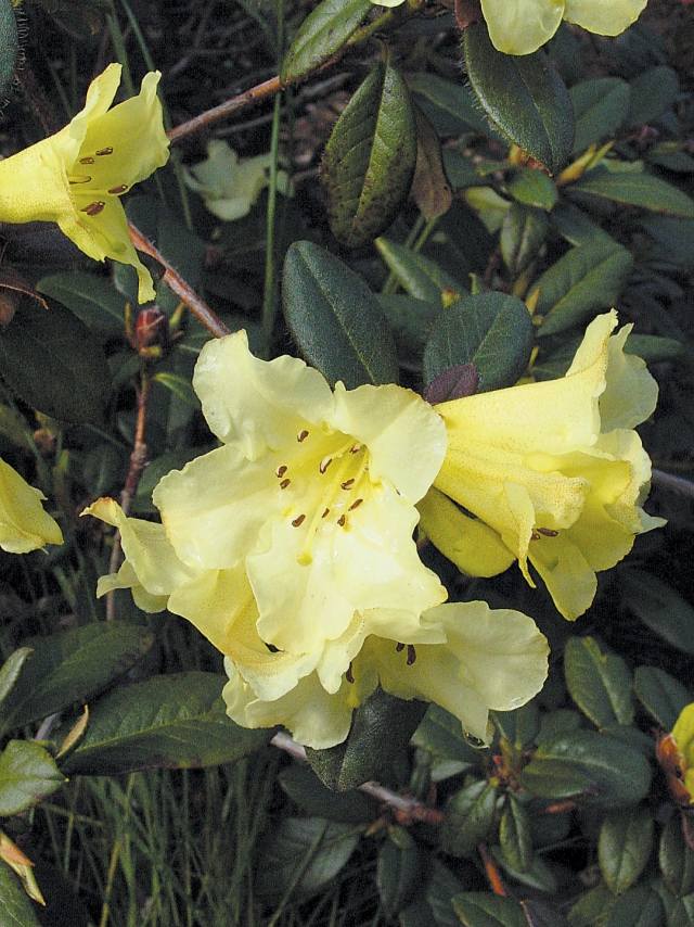 rhododendron gelb blüten farbtupfer garten pflegen