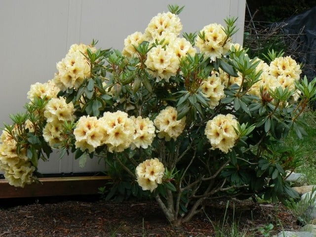 Rhododendron im Garten gelb garten halbschatten pflegen schneiden
