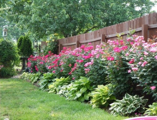 rosen blühend Garten-Zaun Dekoration-duftende sträucher