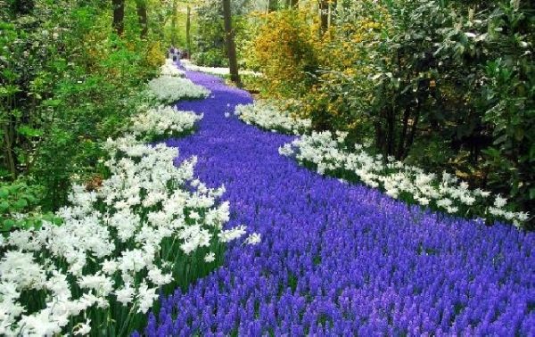 Gartengestaltung-Blumenbeet anlegen Fluss aus Blumen blau und weiß