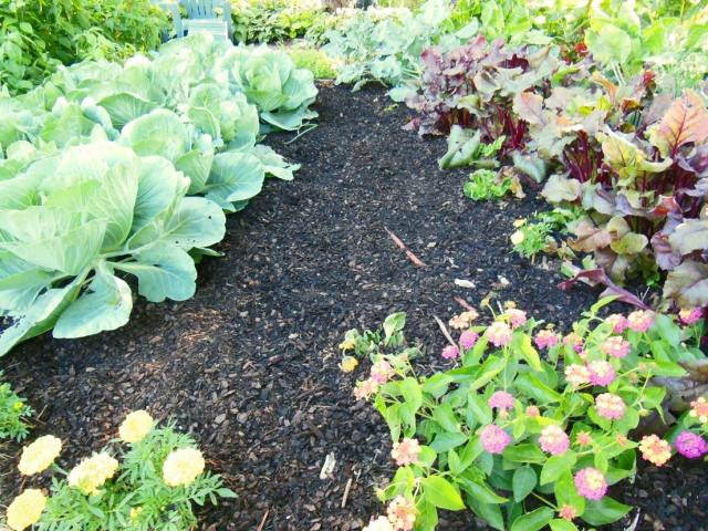 Tipps zur Gartenbewässerung mulch boden feuchtigkeit blumen gemüse