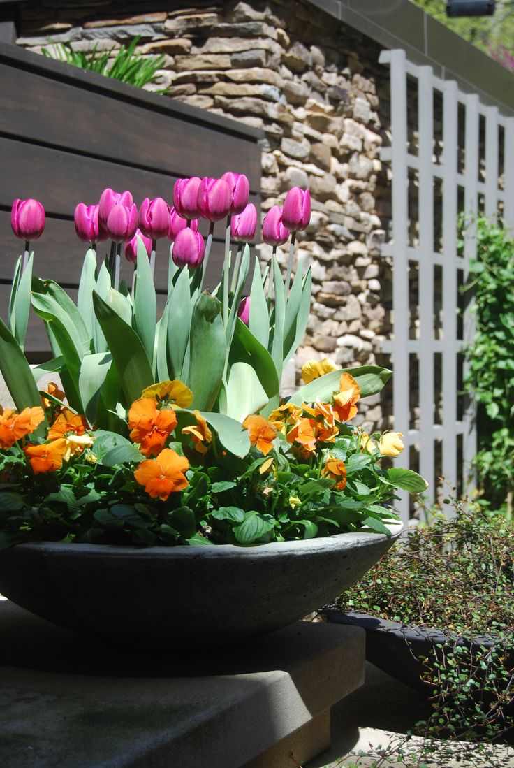 tipps-gartengestaltung-tulpen-pink-pflanzenkübel-schale-vorgarten