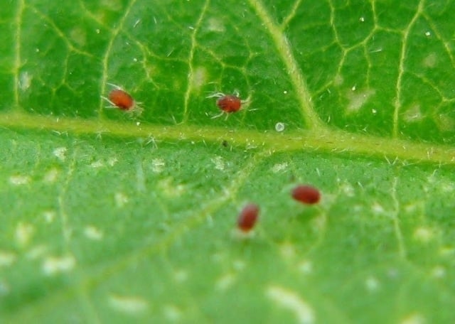 tipps pflanzenpflege hausmittel acari milben rote kleine spinnen