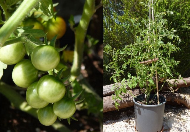 tomaten balkon pflanzen kübel pflege reifen spaliere bauen