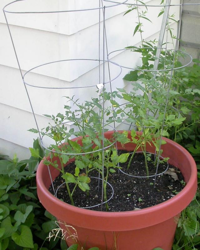 tomaten balkon pflanzen kübel tipps spaliere draht unterstützen