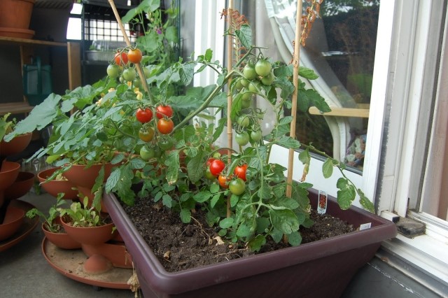 tomaten balkon pflanzen tipps kübel standort pflege