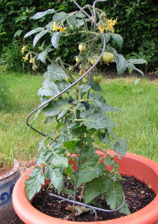 tomaten balkon pflanzen tipps pflege kuebel struktur unterstuetzen
