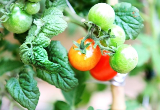 tomaten balkon pflanzen tipps pflege standort reifen