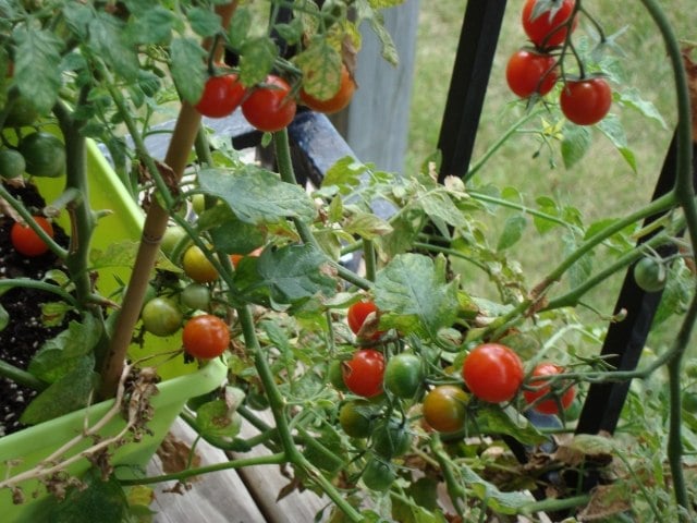 tomaten balkon pflanzen tipps pflege züchten