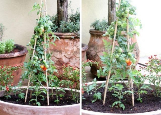 tomaten auf dem balkon tipps anbauen pflegen spaliere