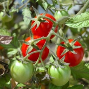 tomaten-balkon-ziechten-tipps-pflege-ernte