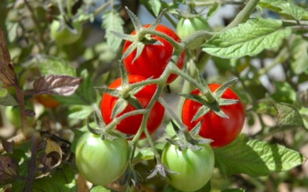 tomaten-balkon-ziechten-tipps-pflege-ernte