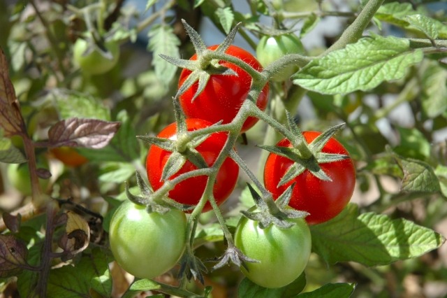tomaten auf dem balkon pflanzen züchten tipps pflege ernte