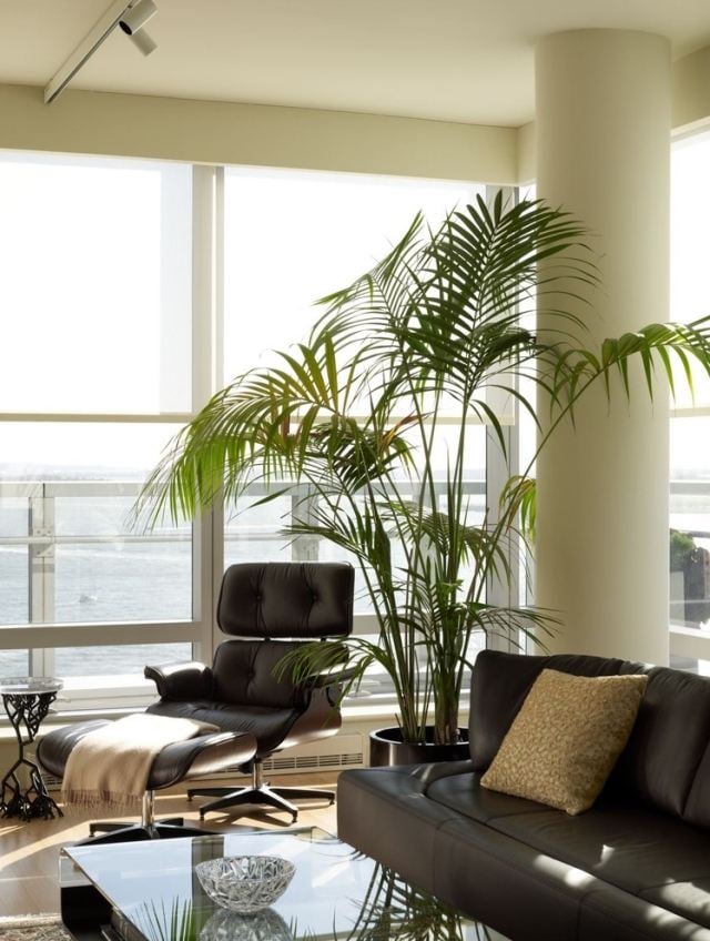 vorteile zimmerpflanzen modern aktuell wohnzimmer design ideen