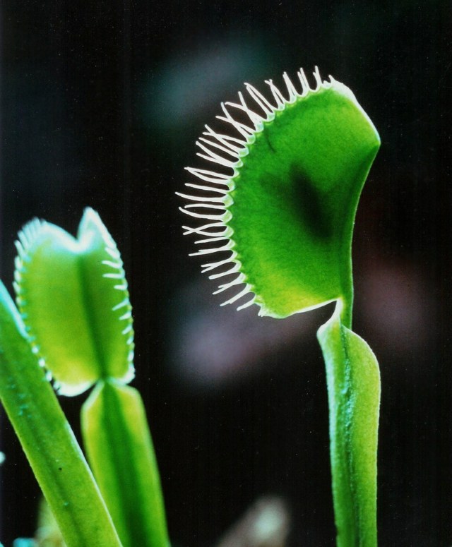 Zimmerpflanzen exotisch Venusfliegenfalle Blätter grüne Farbe