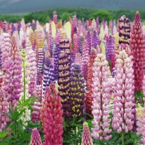 zweijährige Fingerhüte Digitalis-lila violett-blühende blumen im garten gestaltung