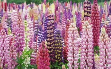 zweijährige Fingerhüte Digitalis-lila violett-blühende blumen im garten gestaltung