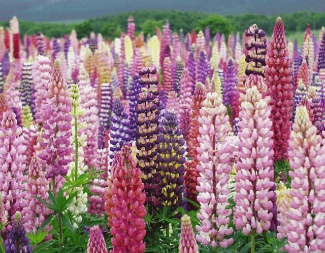 zweijährige Fingerhüte Digitalis-lila violett-blühende blumen im garten gestaltung