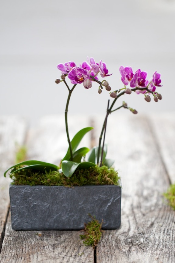 schön behälter lila blüten blume orchidee ideen