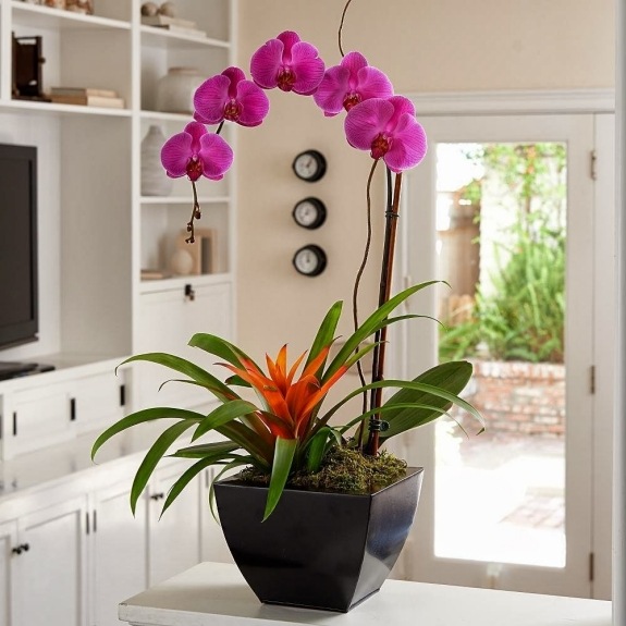 orchidee blume modern arrangement ikebana stil blumentopf