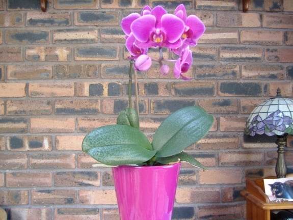 orchidee verschiedene arten über 25000 vielfalt schönheit