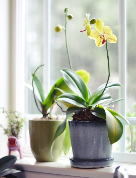 orchidee viele farben varietäten gelb topf fenster 