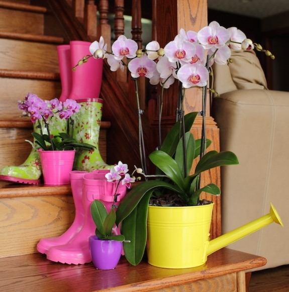 orchideen interessante kreative ideen behälter überall platzieren