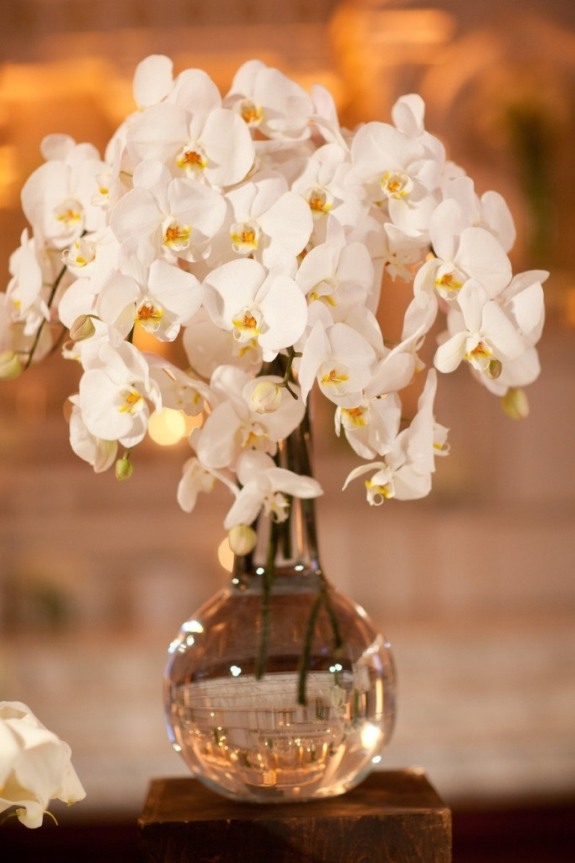 weiße orchidee mittelpunkt stellen vase nett atmopshäre 
